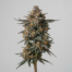 Runtz Cake cannabis strain plant