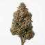 Runtz OG cannabis strain plant