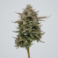 Sherb Cake cannabis strain plant image