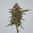 Sherbacio cannabis strain plant image
