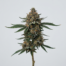 Sherbanger cannabis strain plant image