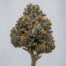 Sherbet Cake cannabis strain plant