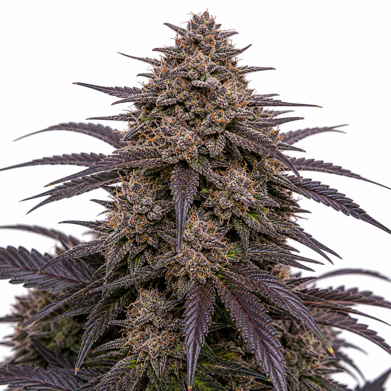 Skywalker 11