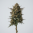 Slurmint cannabis strain plant image