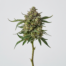 Slurpie cannabis strain plant image