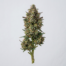 Slurpmosa cannabis strain plant image