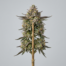 Slurptini cannabis strain plant image