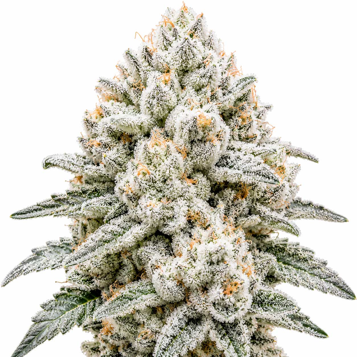 Snowball