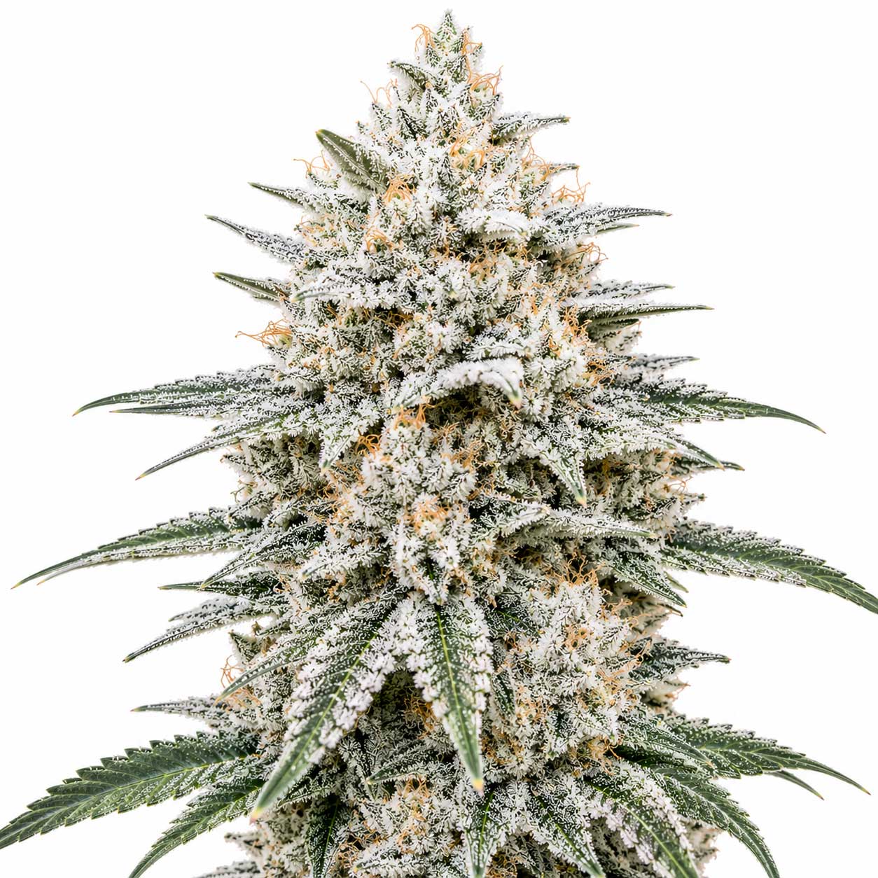 Snowcap