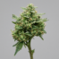 Soap cannabis strain plant