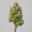 Sour Kush cannabis strain plant