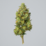 Sour OG cannabis strain plant