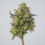 Sour Patch Kids cannabis strain plant