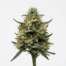 Space Queen cannabis strain plant