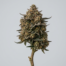 Sticky Toffee cannabis strain plant image
