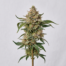 Strawberries and Cream cannabis strain plant image