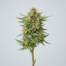 Strawberry Amnesia cannabis strain plant image