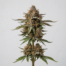 Strawberry Cheesecake cannabis strain plant image