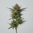 Strawberry Diesel cannabis strain plant image