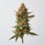 Strawberry Fields cannabis strain plant image