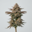Strawberry Fritter cannabis strain plant image
