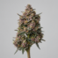 Strawberry Gary cannabis strain plant
