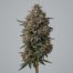 Strawberry Gelato cannabis strain plant