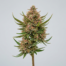 Strawberry Guava cannabis strain plant image