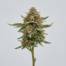 Strawberry Shortcake cannabis strain plant image