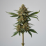 Tally Mon cannabis strain plant image