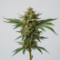 Tangie Biscotti cannabis strain plant image