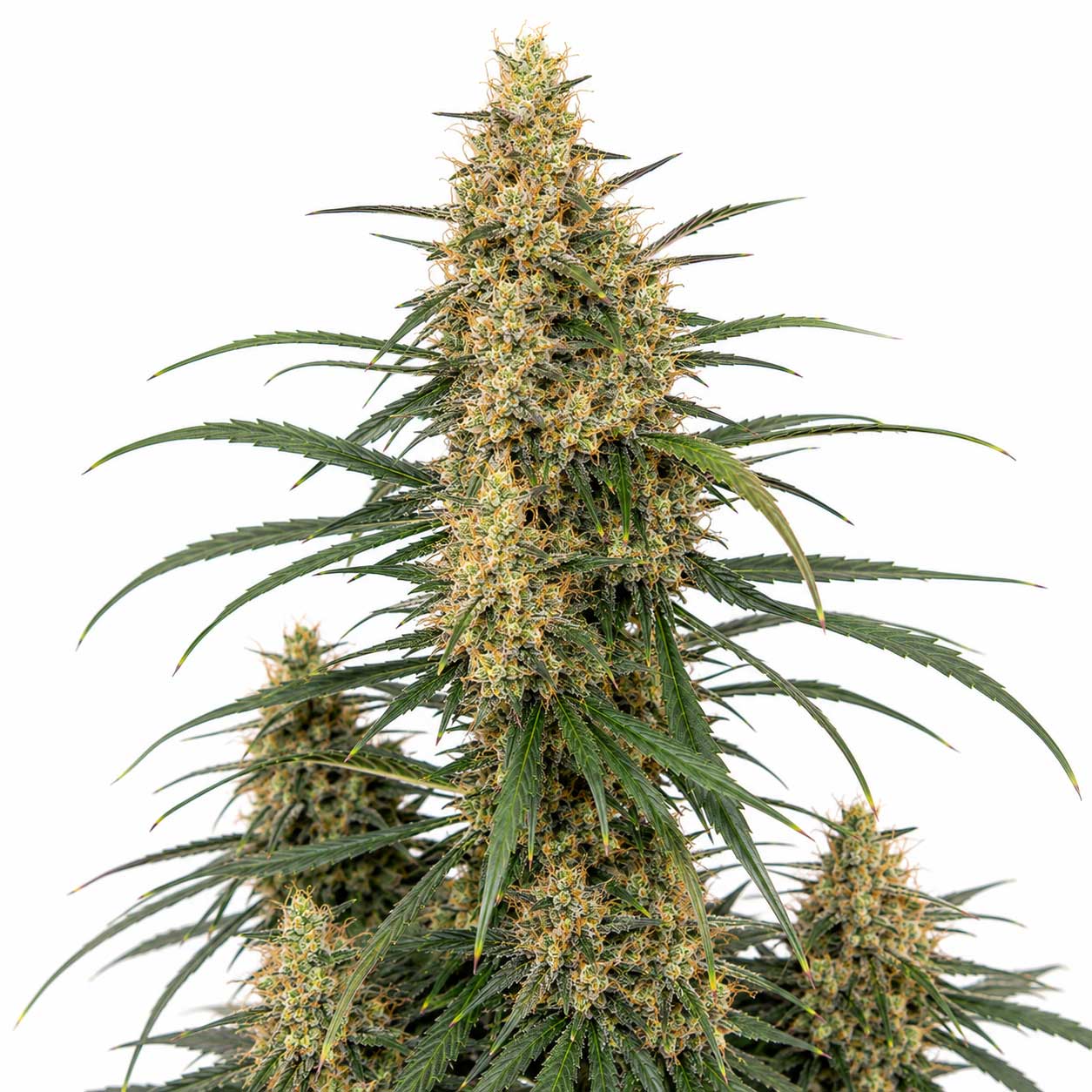 Tangie Moonshine
