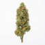 Tangie Power cannabis strain plant