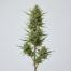 Thai Stick cannabis strain plant image
