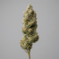 The Soap cannabis strain plant