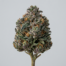 Thin Mint Cookies cannabis strain plant