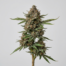 Tiramisu cannabis strain plant image