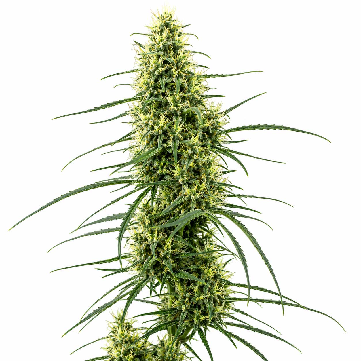 Tom Hill Haze