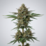 Topanga Canyon OG cannabis strain plant image