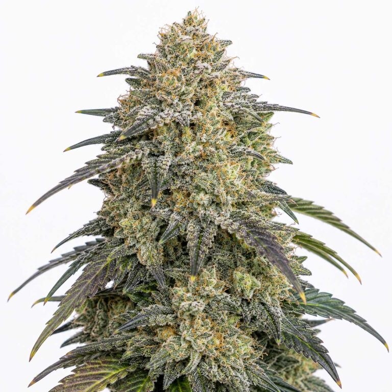 Triple OG