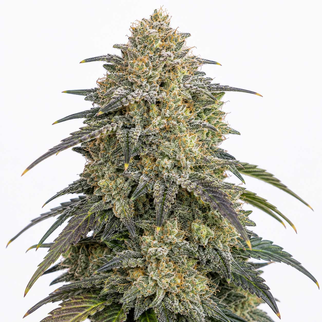 Triple OG