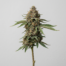 Triple Scoop cannabis strain plant image