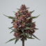 Tropical Cherry cannabis strain plant