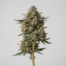 Tropical Runtz cannabis strain plant image