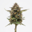 Tropical Slushie cannabis strain plant