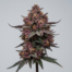 Tropicana Punch cannabis strain plant