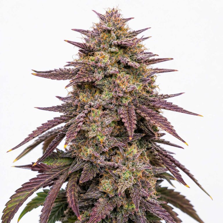 Tropicanna Cherry XL