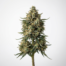 Vanilla Frosting cannabis strain plant image