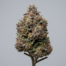 Watermelon Gelato cannabis strain plant