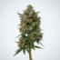 Watermelon Zkittlez cannabis strain plant image